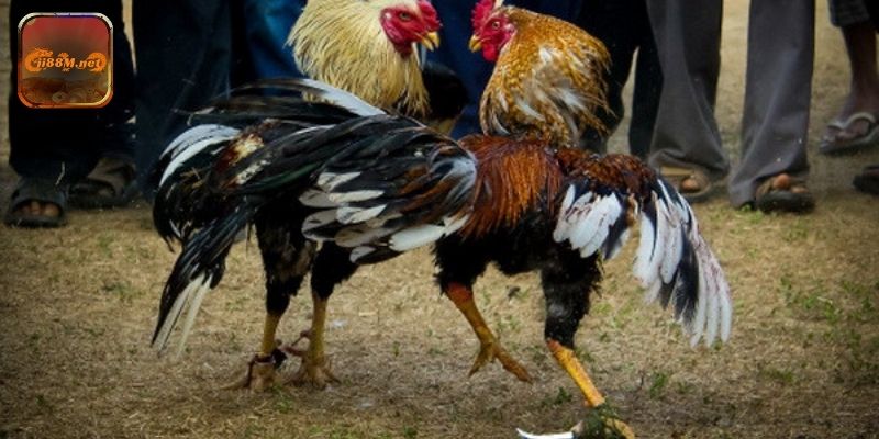 Đá Gà Mạng Ăn Tiền 88M
